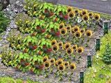 Farm Plots in TV Farm 2 TV Farm 2 Farm Plots