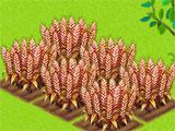 Growing Crops in Horse Farm Growing Crops in Horse Farm