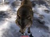 Wolf in Survival Wars Survival Wars Wolf