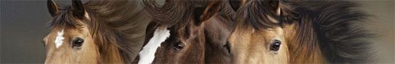Онлайн игры Лошади - Things we Love about Horse Games Онлайн игры Лошади - Things we Love about Horse Games