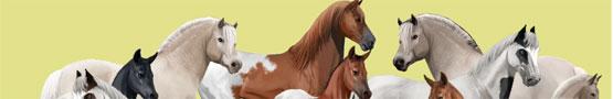 Why Horse Breeding Games are Amazing Why Horse Breeding Games are Amazing