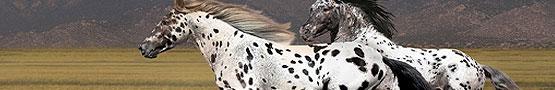 Horse Base Breeds 101: Appaloosa Horse Base Breeds 101: Appaloosa