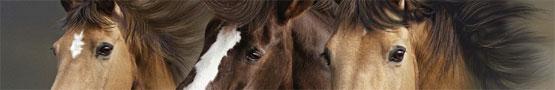 Lovas játékok online - The Social Aspects of Horse Games Lovas játékok online - The Social Aspects of Horse Games