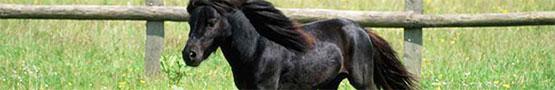 Miniature Horses Miniature Horses