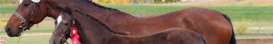 Gry Konne Online - The Role of Genetics in Horse Breeding Part I Gry Konne Online - The Role of Genetics in Horse Breeding Part I