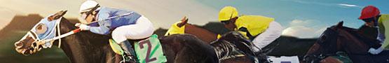 Pferde Spiele Online - The Role of Genetics in Horse Breeding Part II Pferde Spiele Online - The Role of Genetics in Horse Breeding Part II