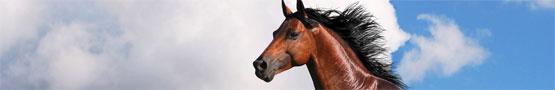Lovas játékok online - Types of Horse Braids Lovas játékok online - Types of Horse Braids
