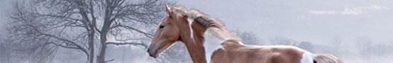 Online Paarden games - Horse Art Games Online Paarden games - Horse Art Games