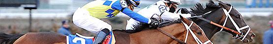 Online Paarden games - Handicaps in Horse Racing Online Paarden games - Handicaps in Horse Racing