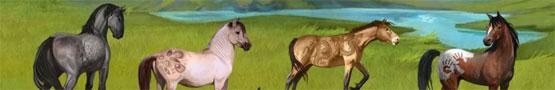 How to Take Care of Your Foal in Howrse How to Take Care of Your Foal in Howrse