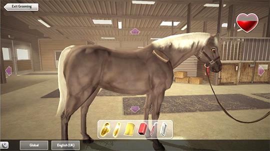 Riding Club Championships: Horse Grooming Riding Club Championships: Horse Grooming