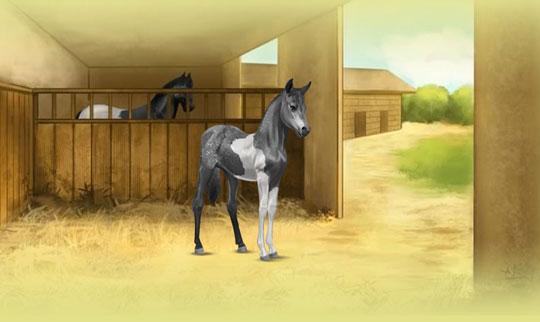 Take Good Care of Your Foal in Howrse Take Good Care of Your Foal in Howrse