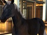Grooming your horse in My Horse & Me 2 Grooming your horse in My Horse & Me 2