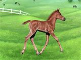 Arabian Horse in Horse Reality Horse Reality Arabian Horse