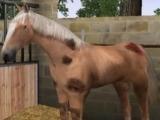 My Horse Club Groom Groom your horse in My Horse Club