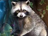 Raccoon in Dark Dimensions: Vengeful Beauty Collector's Edition Dark Dimensions: Vengeful Beauty Collector's Edition Raccoon