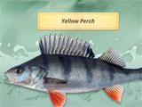Yellow Perch in Fishing Adventures Fishing Adventures Yellow Perch