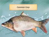 Common Carp in Fishing Adventures Fishing Adventures Common Carp