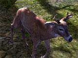 White-Tail Deer in Deer Hunter 2014 Deer Hunter 2014 White-Tail Deer