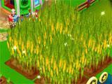 My Free Circus: Corn ready for harvest My Free Circus: Corn ready for harvest