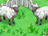 Feed Sheep in Fashion Farm Feed Sheep in Fashion Farm
