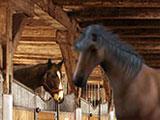 Stallion Race Stable Stable in Stallion Race