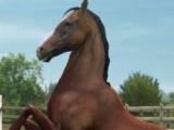 My Horse Play My Horse