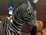 My Horse Groom Groom your horses in My Horse