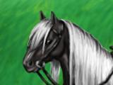 Black & white horse in Little Horses Little Horses saddled black and white horse
