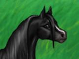 Starting black mare in Little Horses One of the starting horses you can buy in Little Horses
