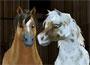 Star Stable Star Stable